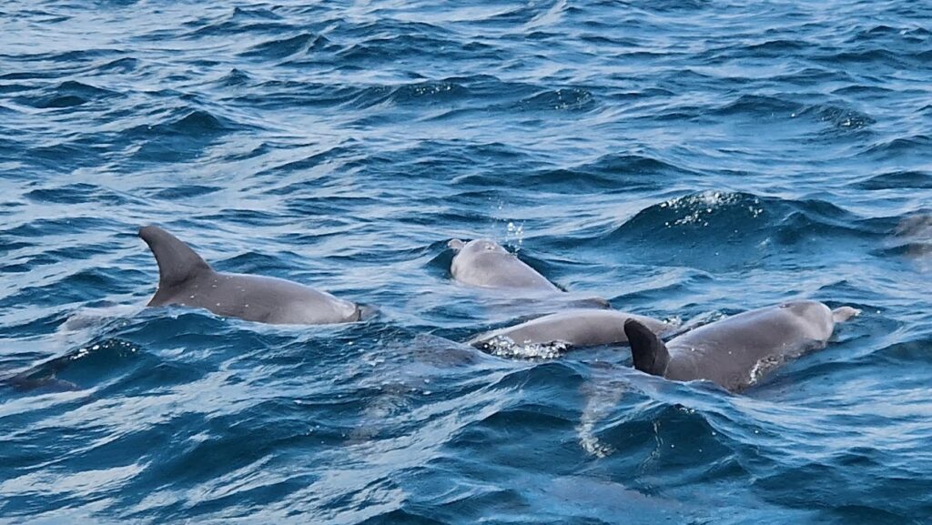 Summer Wings Cruise Dolphin Swim & Watch