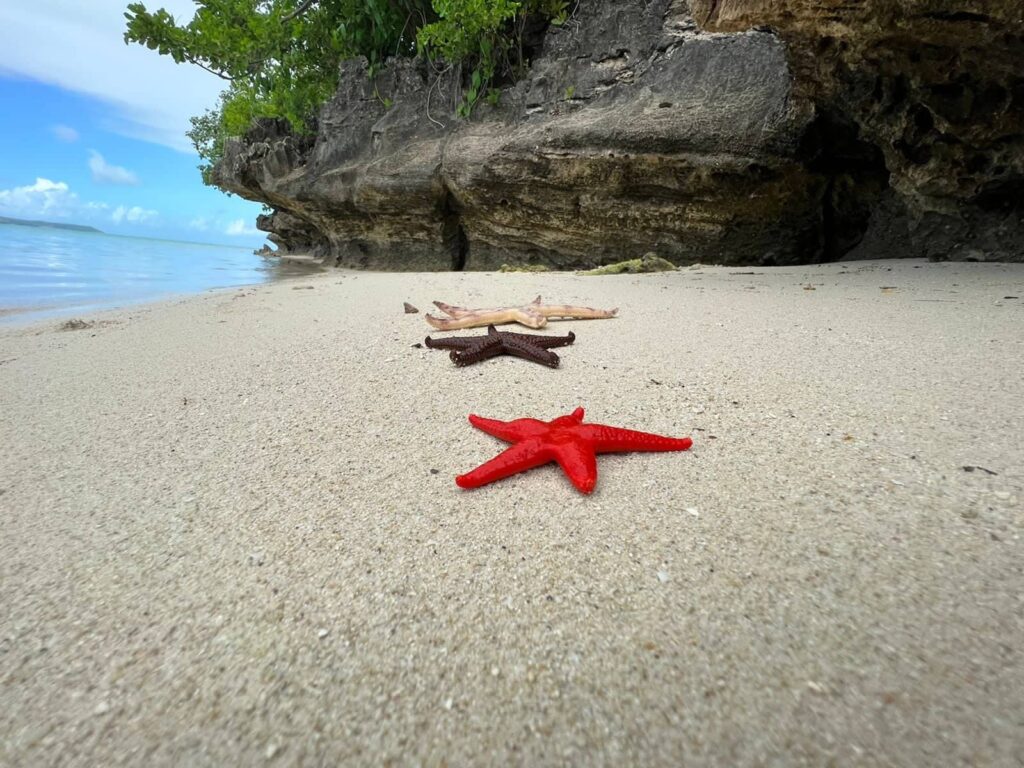 Summer Wings Cruise Starfish from Aigrette Island